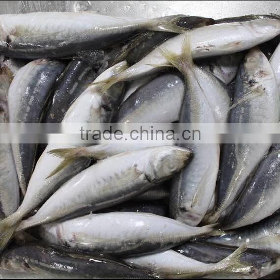 wholesale fish horse mackerel