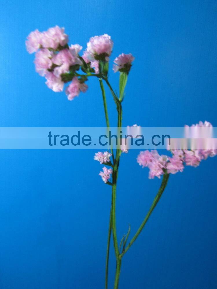 Fresh factory direct fresh cut myosotis flower