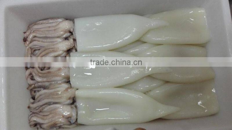 stock available frozen squid tube U5/7/10