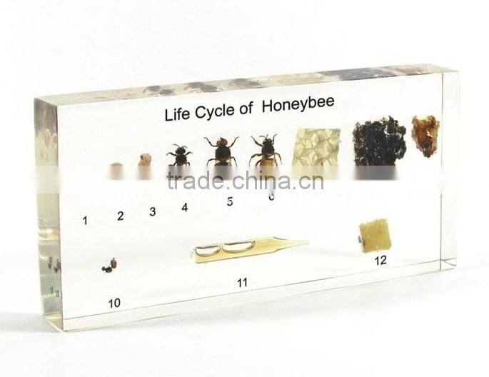 acrylic specimen block