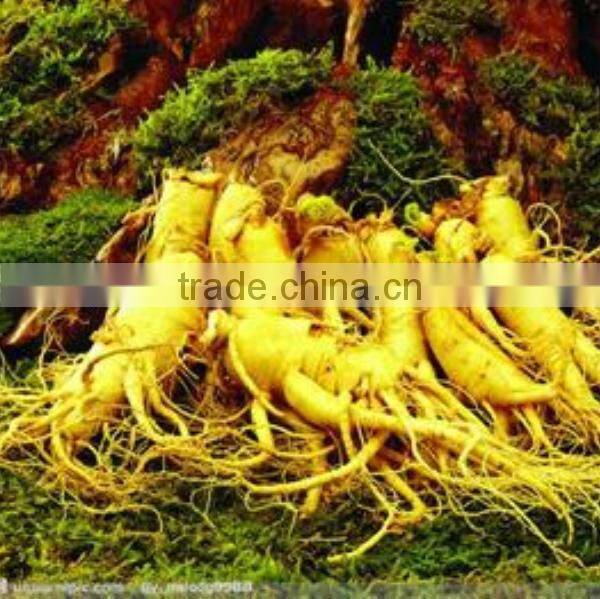American Ginseng Extract Ginsenosides
