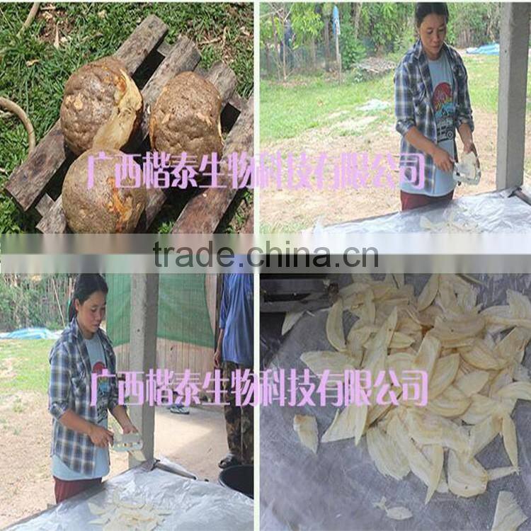 Thailand Natural Herbal Tea for Breast Enlargement Without Side Effect