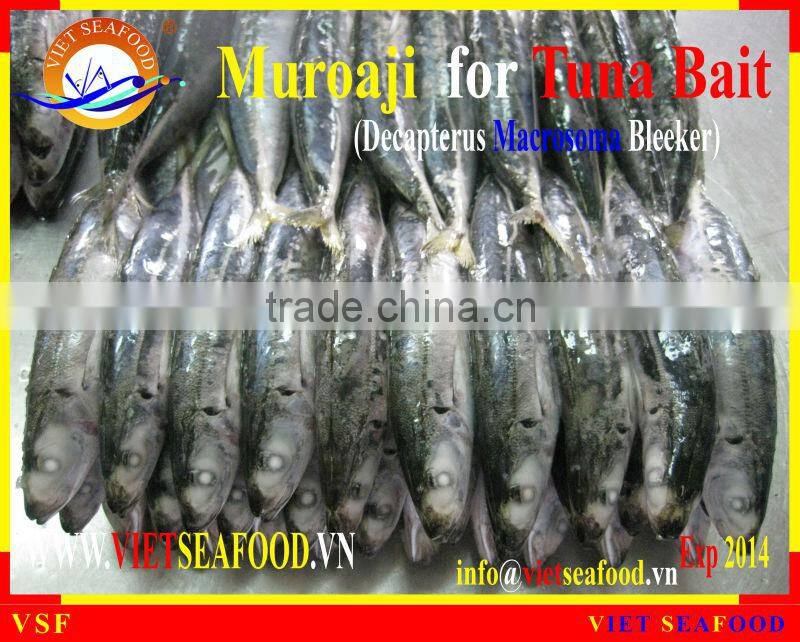 FROZEN W/R MUROAJI FOR TUNA BAIT