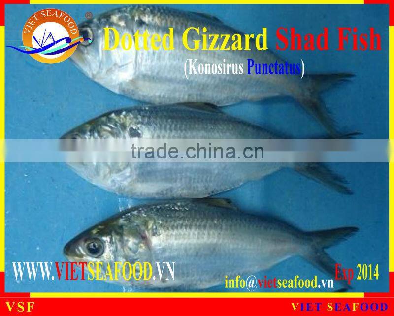 FROZEN W/R DOTTED GIZZARD SHAD FISH