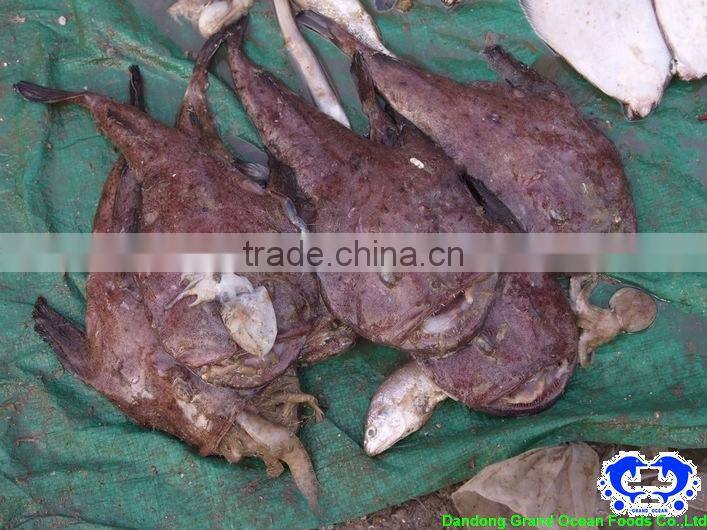 IQF queue de lotte de la mer