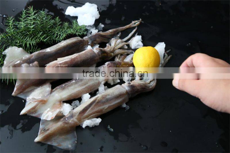 Frozen Squid 150-200g