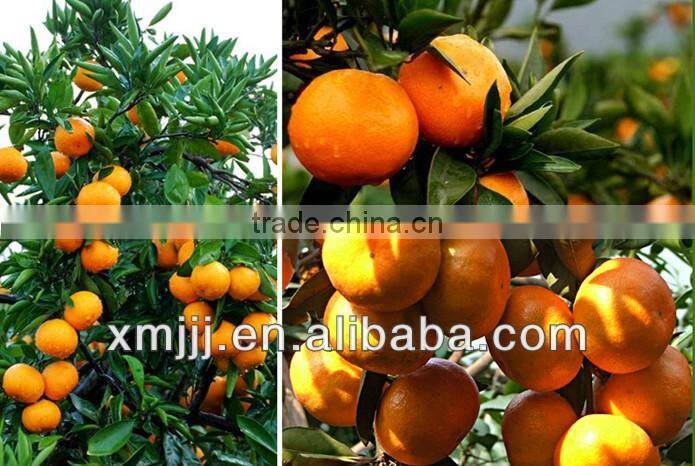 fresh organic oranges