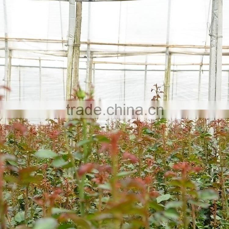 Quality Best-Selling wholesale big bud eustoma