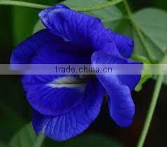100% Herbal Butterfly Pea flower Tea Indian Bulk Exporters