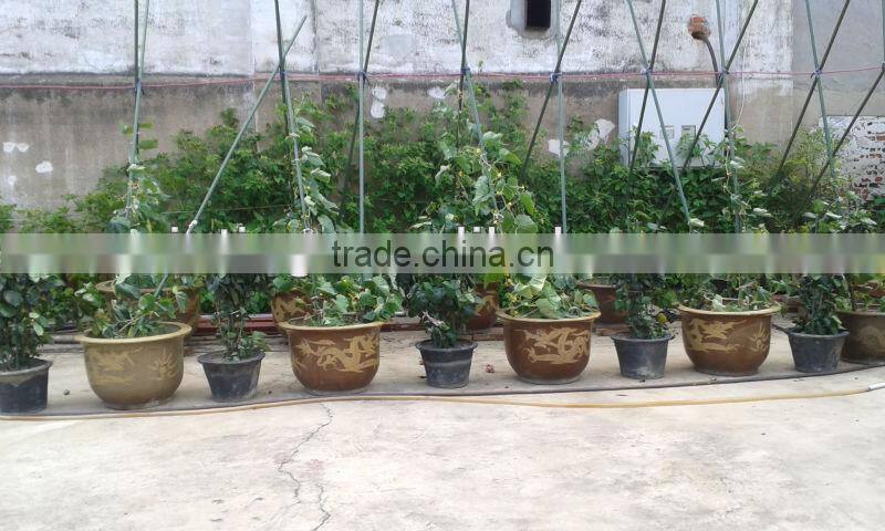 garden plants shelves