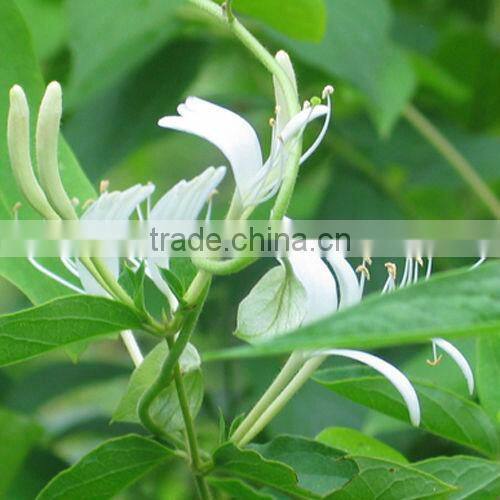 GMP Factory Supply Natural Japanese Honeysuckle Flower Bud Extract