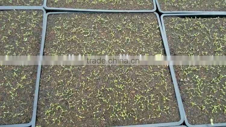 Greenhouse plant starting kit seeds nursery trays