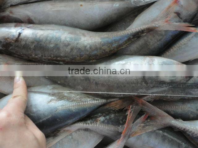 frozen red tail horse mackerel