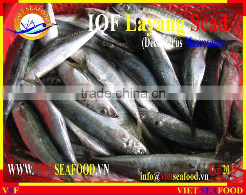 IQF LAYANG SCAD WHOLE ROUND