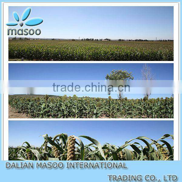 Chinese New Crop Toasted Buckwheat Kernel