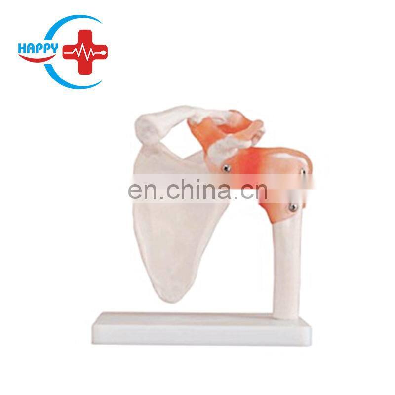 HC-S220 Advance human foot joint teaching anatomical skeleton model Natural big joint model with ligament