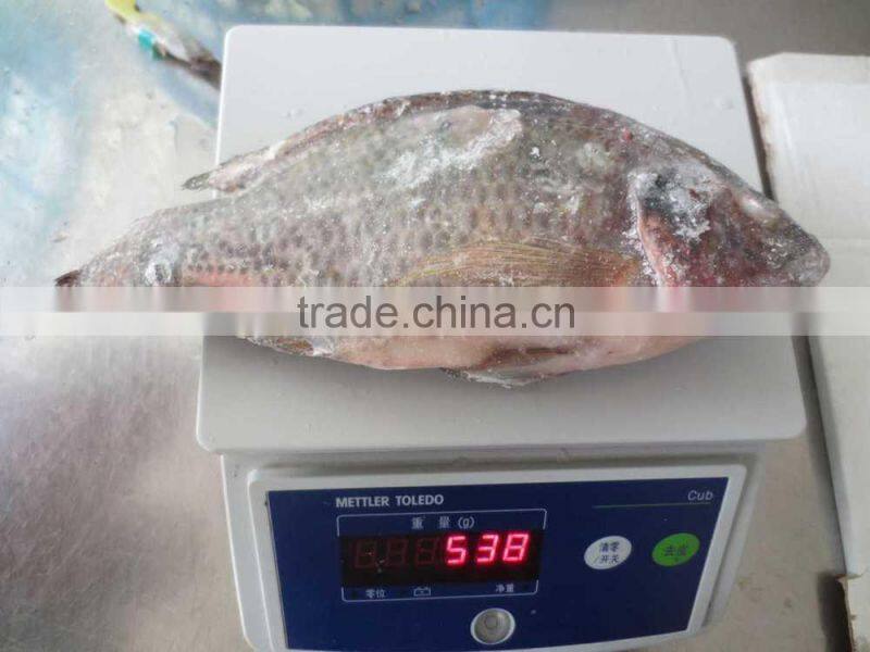 Frozen Tilapia fish