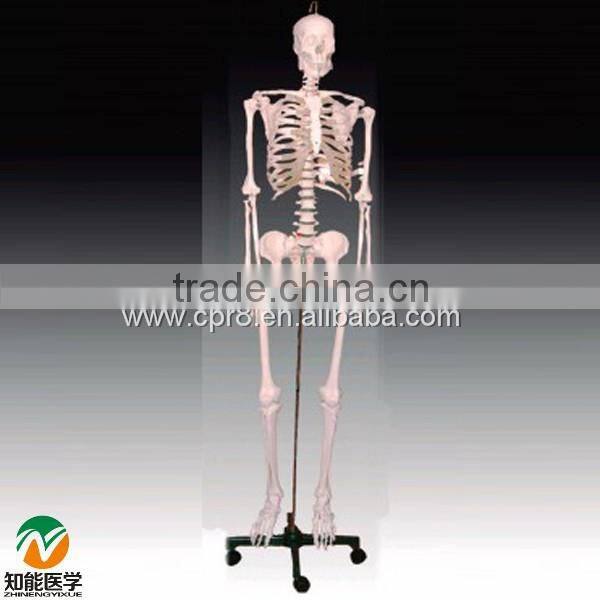 Anatomical Human Skeleton Model