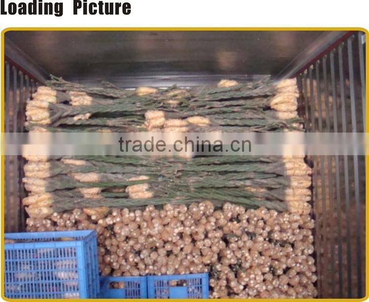 5 braided 60cm pachira aquatica bonsai money tree plant indoor ornamental decorative potted plants nursery