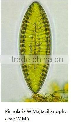 Botany tissue slides algae prepared sldies Scenedesmus W.M.