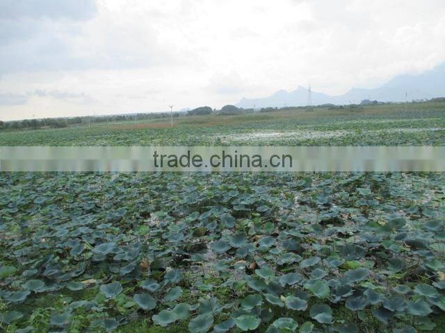 White Color fresh Cut Lotus Flower Manufacturer in India