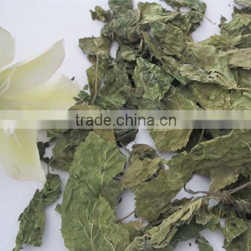 Mulberry leaf natural herbal tea