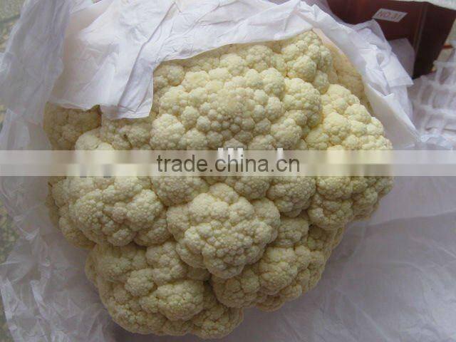 New crop Chinese fresh white cauliflower