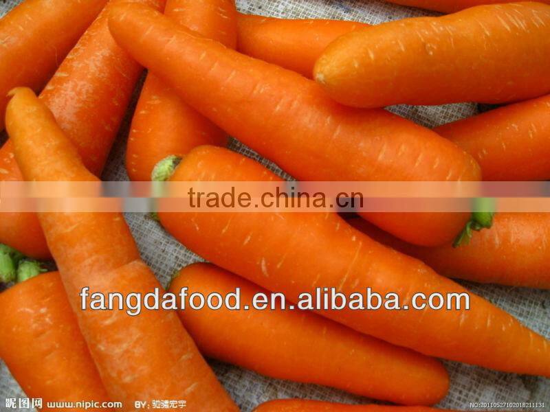 Fresh Carrot L Size