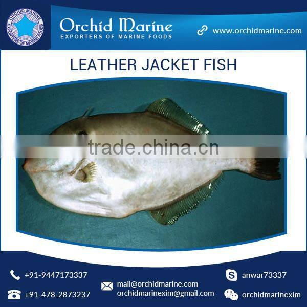 Best Frozen Whole Round Leather Jacket Fish at Best Price