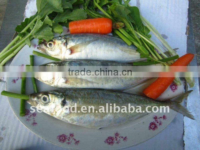 Frozen Horse mackerel