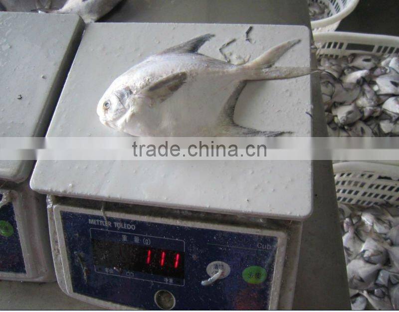 IQF Silver Pomfret seafood