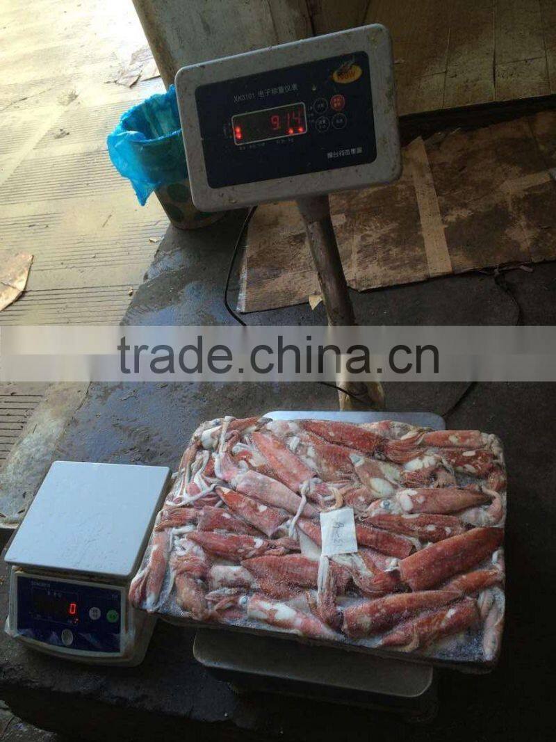 sea Frozen Loligo chinensis ,for Italy ,Greece et ,EU market