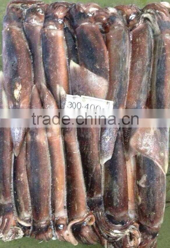 Frozen Illex Squid Argentina Squid From China Supplier 300-400g