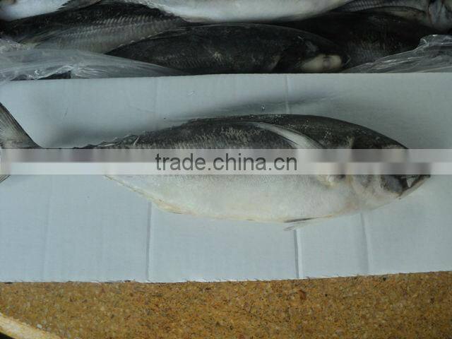 Horse Mackerel / Frozen Horse Mackerel / Vietnam Seafood