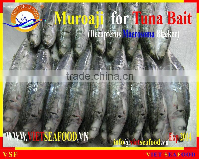 FROZEN MUROAJI FOR TUNA BAIT