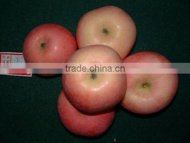 red Fuji apple exporter