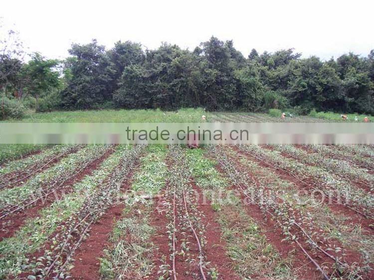 Triangle black tea bags/Black Pyramid tea bag from Vietnam