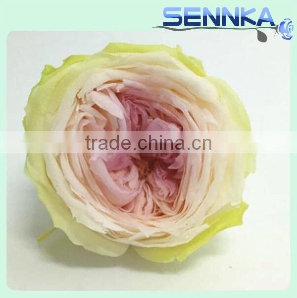 Fresh cut roses Preserved Fresh Flower Asuting Rose For Wedding Decoration