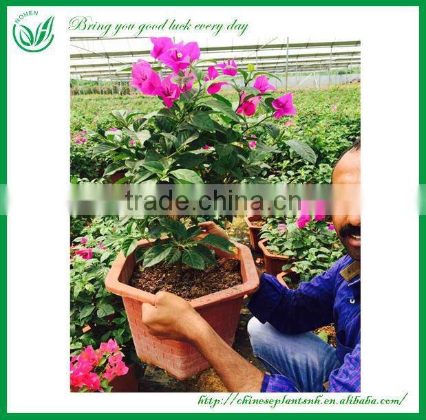 Colorful Bougainvillea Bonsai Living Tree Sales