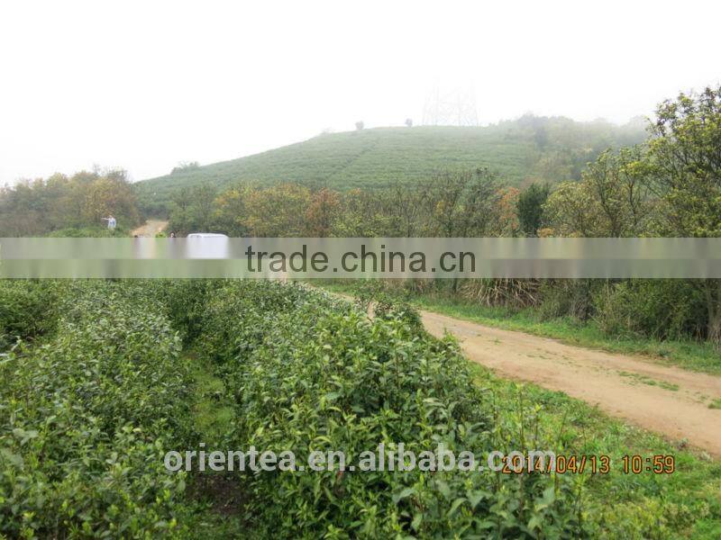 green tea powder, green tea fanning, green tea dust