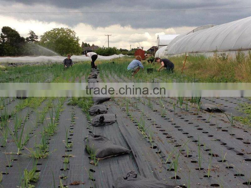 PP ground cover,weed barrier Fabrics, weed mat in strawberry garden