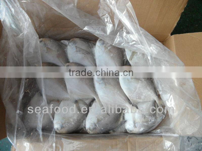 Silver pomfret,New Arrivals