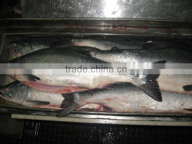 whole & round frozen Tilapia