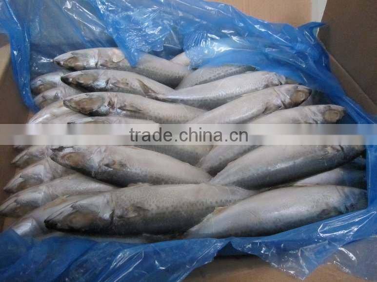 frozen mackerel(clean and fresh)
