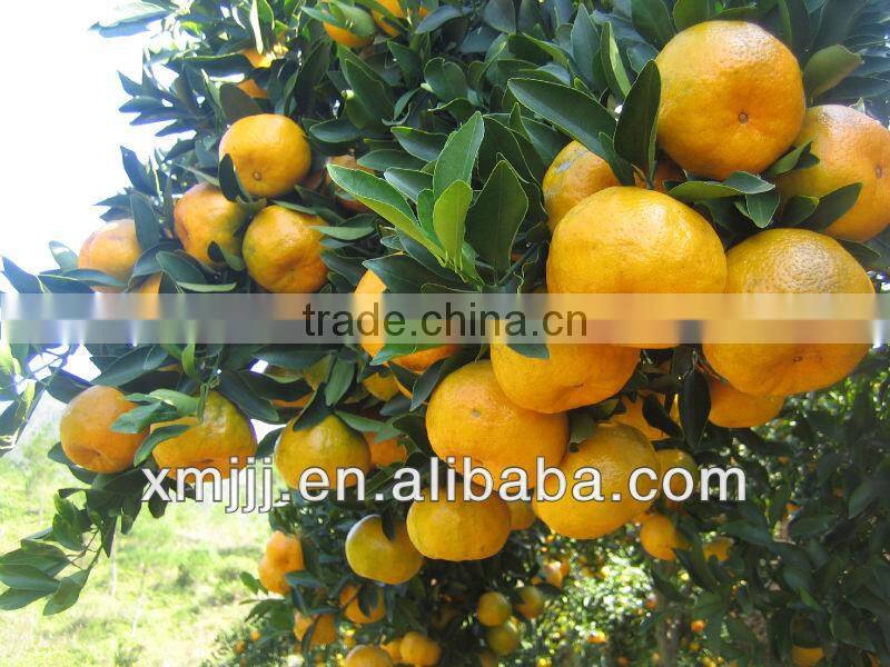 orange fruits price orange