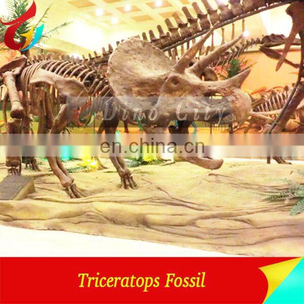 Museum Standard Dinosaur fossils Dinosaurs Skeleton