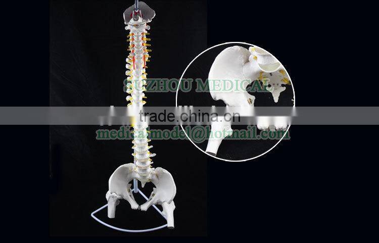 Life-size Vertebral column with pelvis pelvis and femur heads
