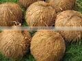 Fresh Export Cocount