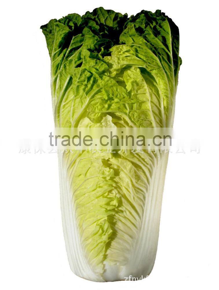 Fresh Chinese Cabbage