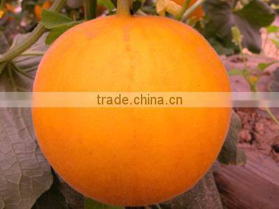 Chinese Yellow Peel Red Flesh Honey Sweet Melon Seeds For Sale-Red Honey F1